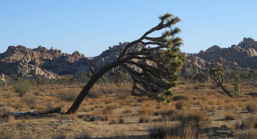A Joshua Tree leans far to the right, apparently from being worn by wind. There are rocky mountains in the background.